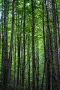 Dark green beech stand growe Royalty Free Stock Photo