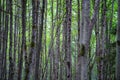 Dark green beech stand growe Royalty Free Stock Photo