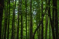 Dark green beech stand growe Royalty Free Stock Photo