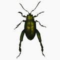 Dark Green Beetle Insect Arthropod Variation 10 Isolated, Transparent Background