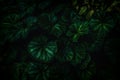 Dark green begonia leaves. Thick tropical green. Natural, moody background.