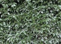 Dark green and beige leaves in summer garden. Natural green texture.