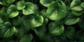 Dark green betel leaves dramatic photo effect background, realism, realistic, hyper realistic. Generative AI weber.