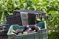 Dark Spanish aubergines growing in greenhouse, ready for harvest Royalty Free Stock Photo