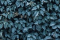 Dark green and blue creeper leaves on the wall. Natural pattern, texture. Wild vine leaf background Royalty Free Stock Photo