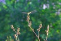 Dark green blurred background of summer with dragonfly on dry flower Royalty Free Stock Photo