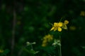 Dark green blurred forest background Delicate yellow flowers of celandine.