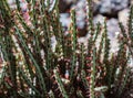 Dark green cactus with bright red thorns Royalty Free Stock Photo