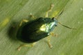 Dark green Coleoptera or beetle seen from above. Royalty Free Stock Photo