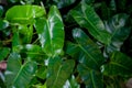 Alocasia , Kris Plant or Elephant Ear. Royalty Free Stock Photo