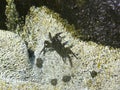 A dark green crab with blue claws walking over white barnacles Royalty Free Stock Photo