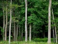 Dark Green Deciduous Trees Forest in Summer