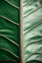 Dark green elephant ear leaf background