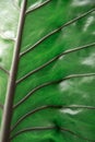 Dark green elephant ear leaf background Royalty Free Stock Photo