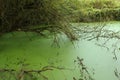 Dark green european swamp