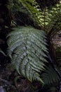 A dark green fern leaf in New Zealand. Royalty Free Stock Photo