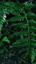 dark green fern leaves Royalty Free Stock Photo