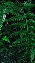 dark green fern leaves