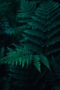 Dark green fern leaves in the rainforest. Cold greens, natural background Royalty Free Stock Photo