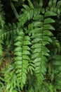 It is a dark green fern plant found in dark climates and lakes in wet zone forests. Royalty Free Stock Photo