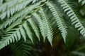 dark green fern plant at garden Royalty Free Stock Photo
