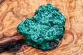 Dark green fibrous Malachite cluster from Shaba Province, Zaire on natural olive wood.