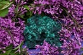 Dark green fibrous Malachite cluster from Shaba Province, Zaire, surrounded by purple lilac flower.