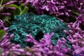 Dark green fibrous Malachite cluster from Shaba Province, Zaire, surrounded by purple lilac flower. Royalty Free Stock Photo