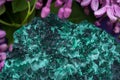 Dark green fibrous Malachite cluster from Shaba Province, Zaire, surrounded by purple lilac flower. Royalty Free Stock Photo