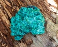 Dark green fibrous malachite cluster from Shaba Province, Zaire. On a tree bark in the forest