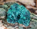 Dark green fibrous malachite cluster from Shaba Province, Zaire. On a tree bark in the forest