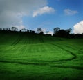 Dark green field