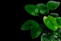 Dark green foliage of Anubias Broad leaf popular aquatic plants for decoration isolated on black background with clipping path