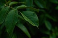 Dark green foliage of a healthy plant with leaves glistening from raindrops. Low key, horizontal background or banner Royalty Free Stock Photo