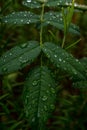 Dark green foliage of a healthy plant with raindrops.