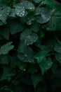 Dark green foliage of a healthy plant with raindrops. Green leaf with water drops Royalty Free Stock Photo