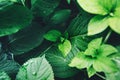 Dark green foliage of a healthy plant with raindrops.