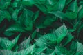Dark green foliage of a healthy plant serrated leaves, horizontal background.,beautiful green leafs Royalty Free Stock Photo