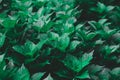 Dark green foliage of a healthy plant serrated leaves, horizontal background.,beautiful green leafs Royalty Free Stock Photo