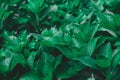 Dark green foliage of a healthy plant serrated leaves, horizontal background.,beautiful green leafs Royalty Free Stock Photo