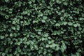 Dark green foliage, Green leaves background, pattern, texture, low key style Royalty Free Stock Photo