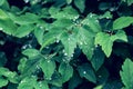 Dark green foliage after rain. Water drops on the leaves. Abstract natural background Royalty Free Stock Photo