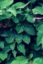 Dark green foliage after rain. Water drops on the leaves. Abstract natural background. Vertical photo Royalty Free Stock Photo