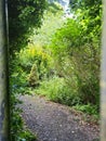 The lonely path through the wooded forest Royalty Free Stock Photo