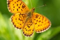 Dark green fritillary, argynnis aglaja butterfly insect sitting on grass stem. Animal background Royalty Free Stock Photo