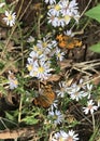 Dark Green Fritillary