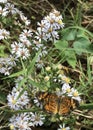 Dark Green Fritillary