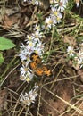 Dark Green Fritillary