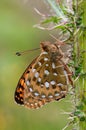 Dark Green Fritillary butterfly