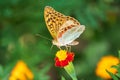 The dark green fritillary butterfly collects nectar on flower. Speyeria aglaja is a species of butterfly in the family Nymphalidae Royalty Free Stock Photo